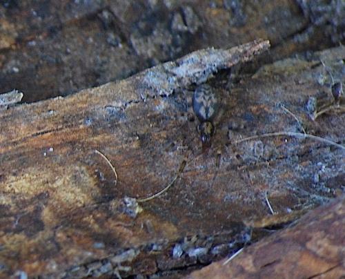 Réf. 210 516 : Liocranum rupicola